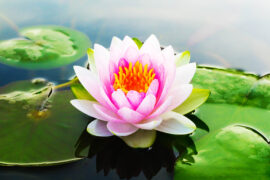 Beautiful,Pink,Waterlily,Or,Lotus,Flower,In,Pond.copy,Space,For