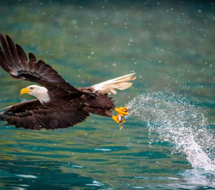 Bald-eagle.jpg