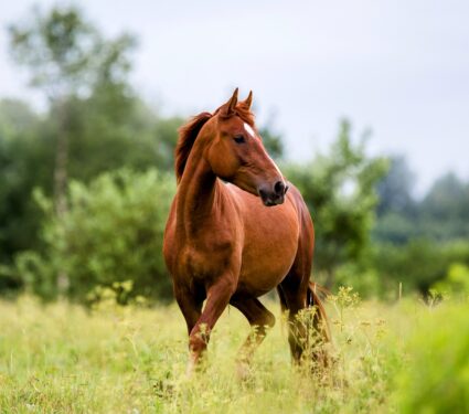 Horse-riding.jpg