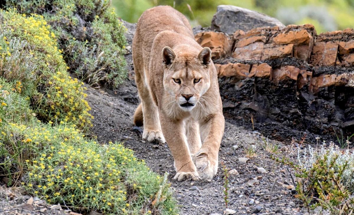 California mountain lions are not fully protected from humans
