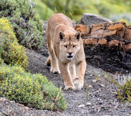 Mountain-lion.jpg