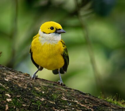 Birds-4.jpg