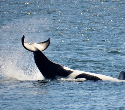 Whale-7.jpg