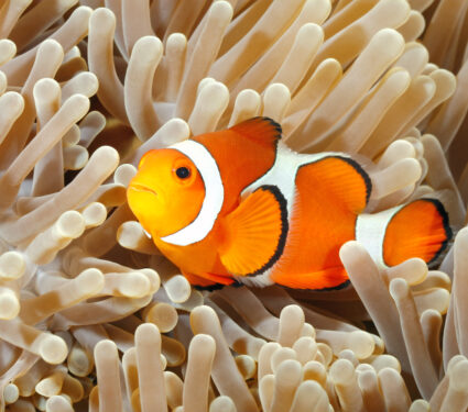 Clown,Anemonefish,,Amphiprion,Percula,,Swimming,Among,The,Tentacles,Of,Its