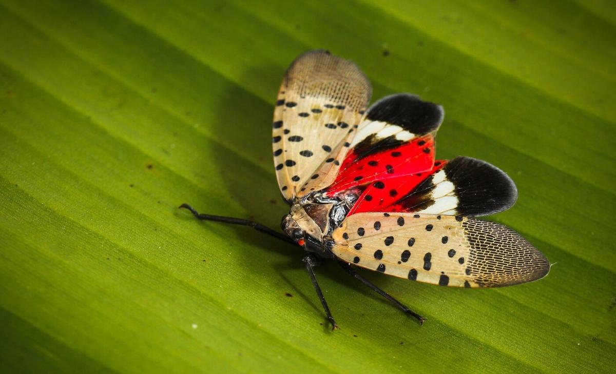 Spotted lanternflies are hitching rides to invade new places
