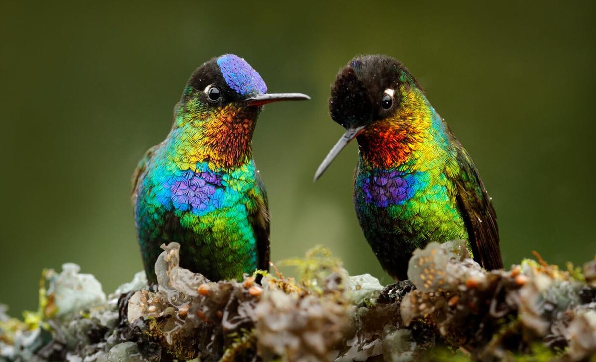 Hummingbirds have evolved to survive harsh environments 