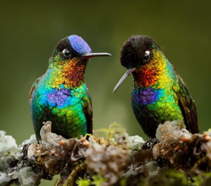 Hummingbirds2.jpg