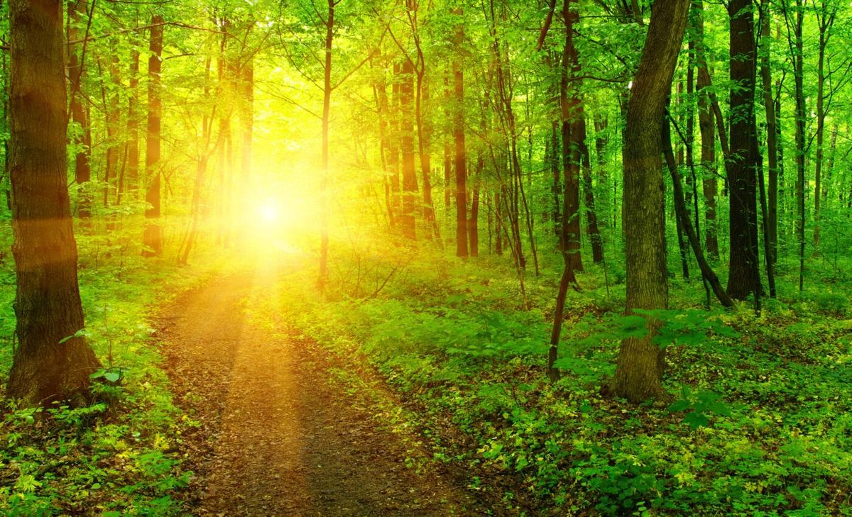 International Day of Forests: Green spaces reduce health risks