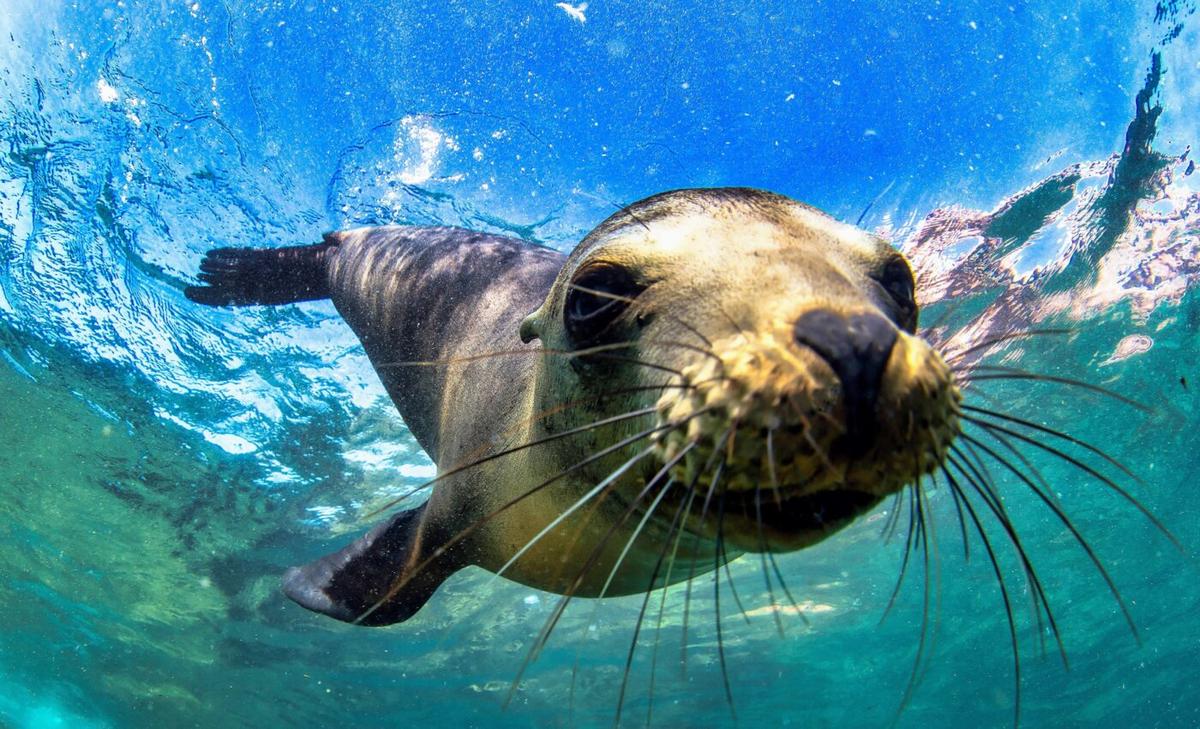 Fisheries endanger South American seals