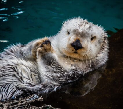 Sea-otter.jpg