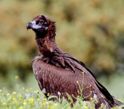 Vulture-2.jpg