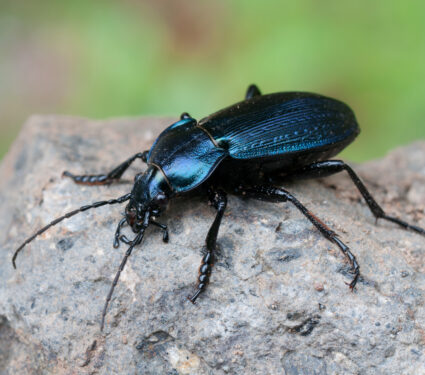 Macro,Of,A,Carabus,Monilis
