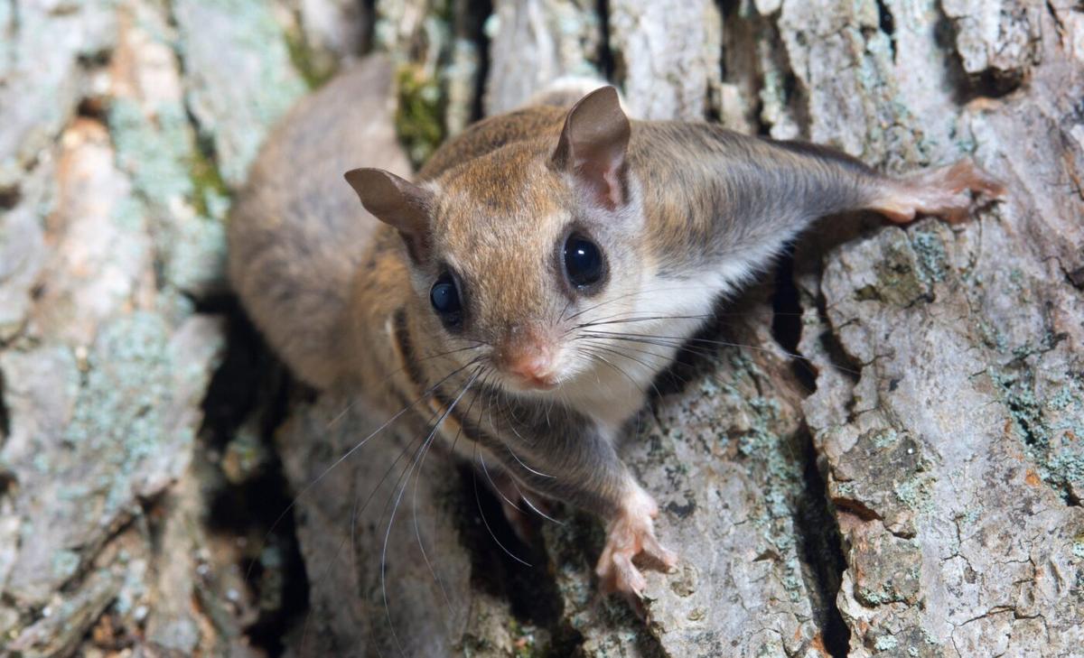 Southern flying squirrel spotted after more than four decades