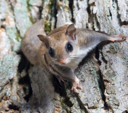 Flying-squirrel.jpg