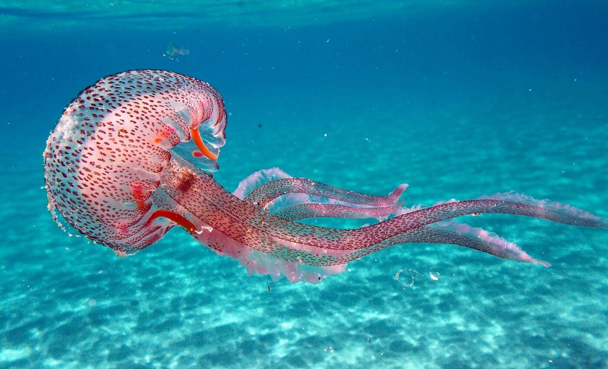 Larger jellyfish are more nutritious