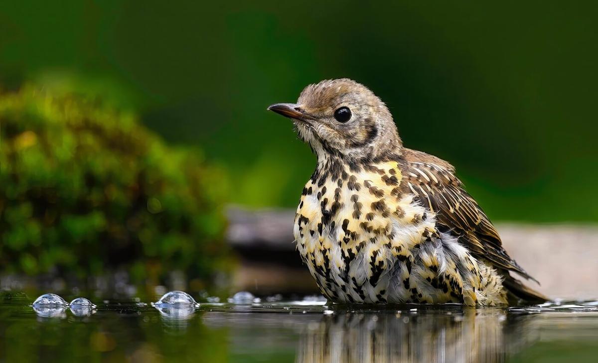 Birds have surprising gut microbiome composition