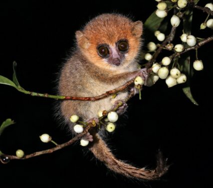 Mouse-lemur-2.jpg