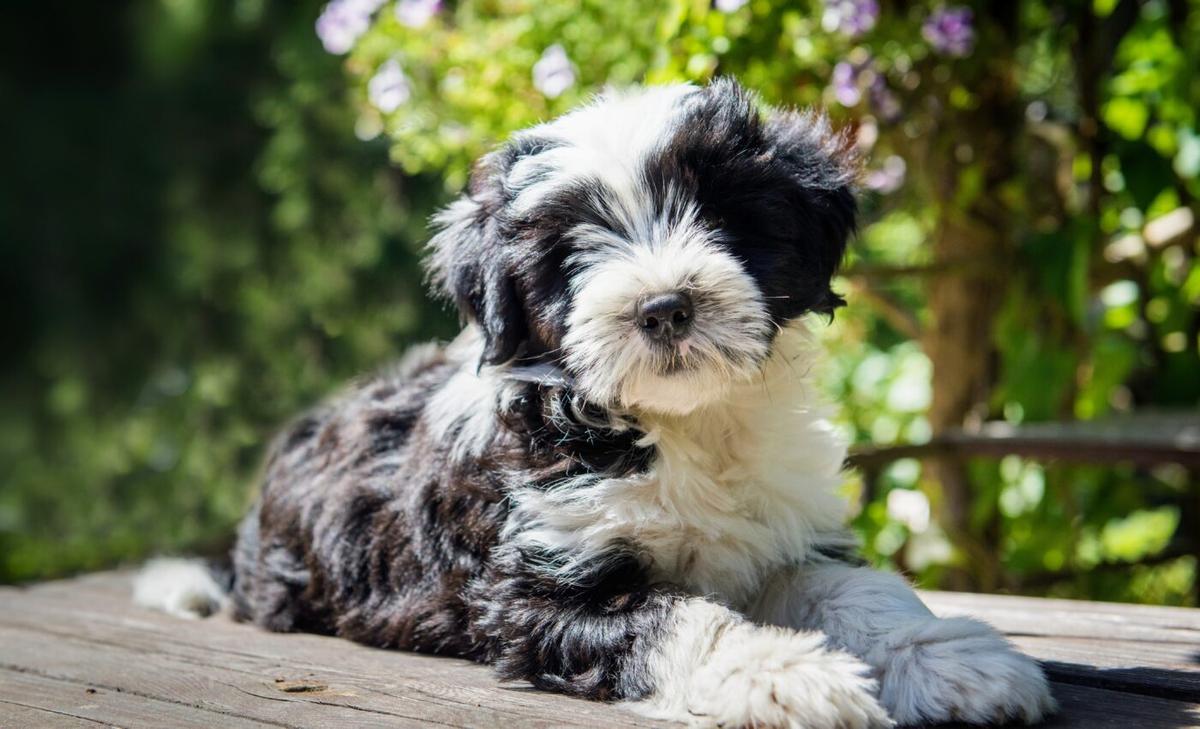 How dogs function in society impacts how they are treated