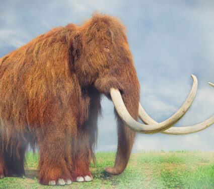 Woolly,Mammoth,,Prehistoric,Mammal,In,Foggy,Landscape,(3d,Illustration)