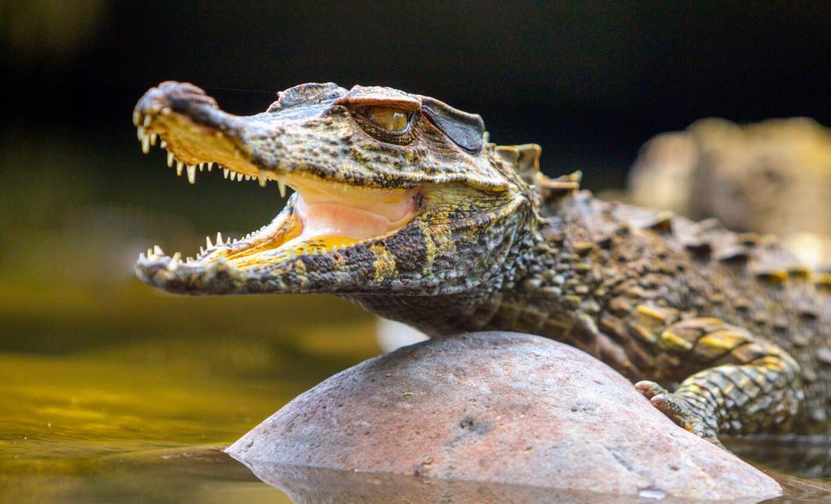 Ancient amphibians swam like modern crocodiles