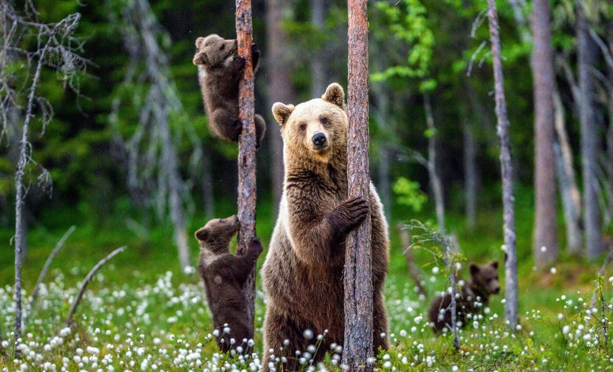Largest and smallest sizes are dominant in nature