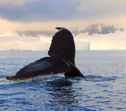 Antarctic-ocean.jpg