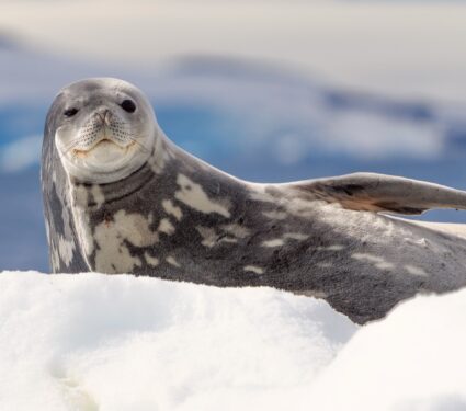 Weddell-seal.jpg