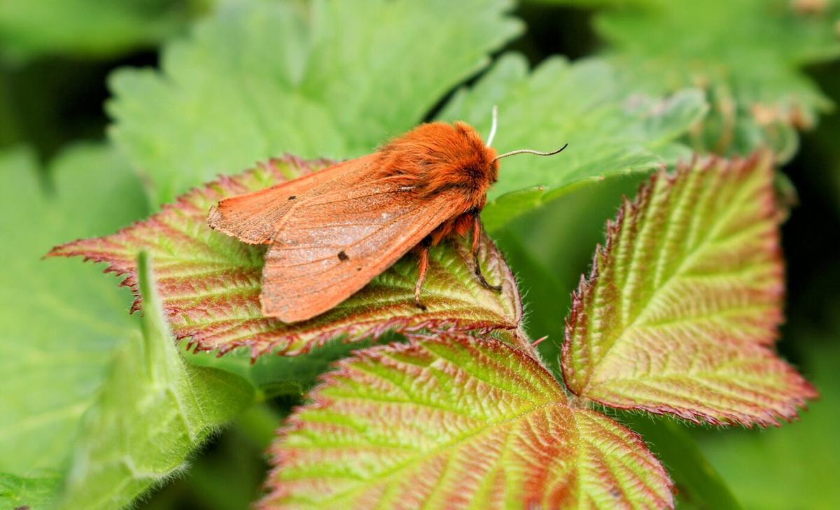 Study: Moths are more efficient pollinators than bees