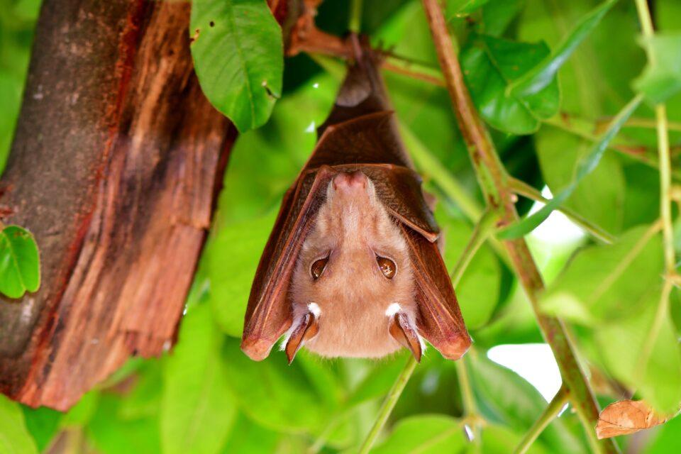 Bats experience age-related hearing loss