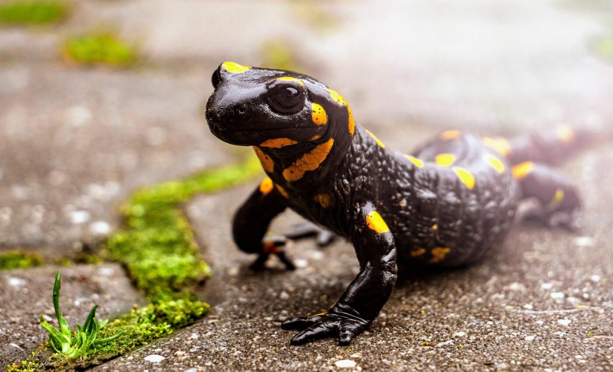 Salamanders can adapt better to climate change than previously thought