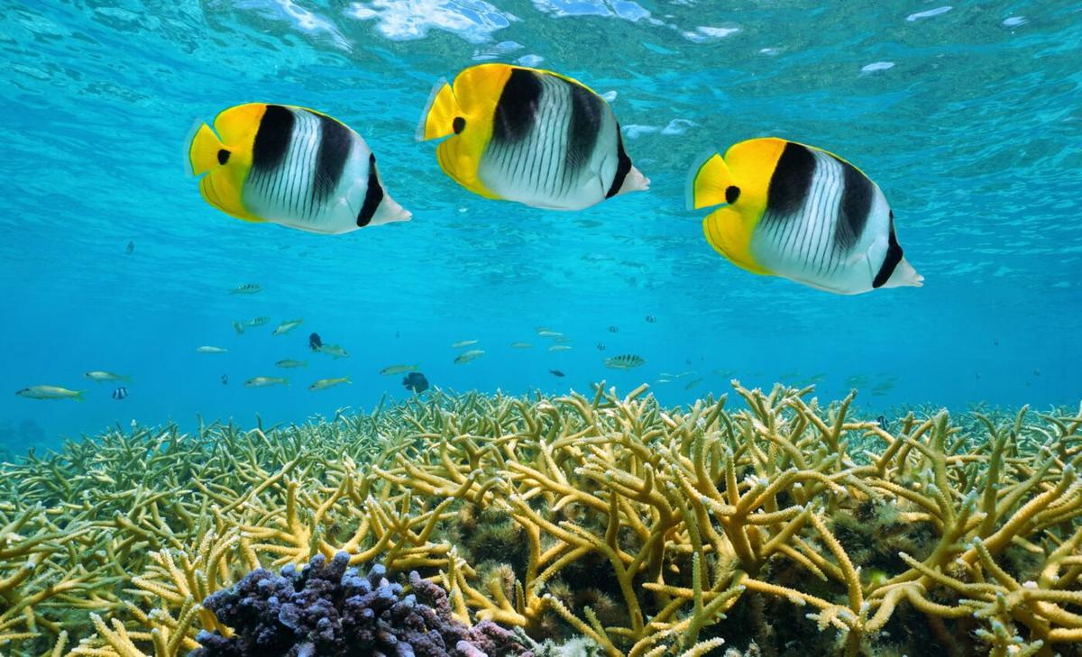 Fish tune out social cues to avoid false alarms 