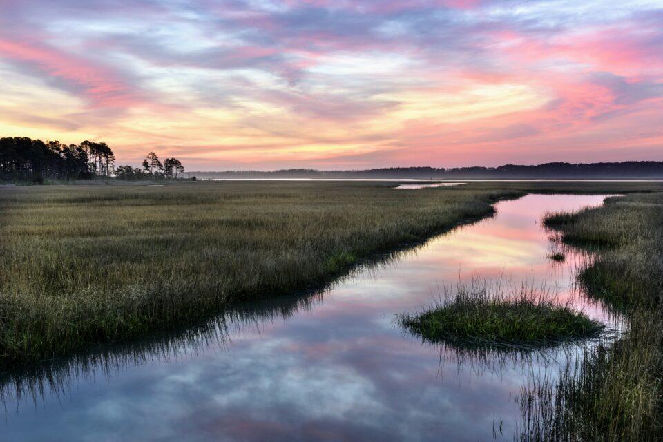 Nearly all of the world’s salt marshes may be underwater by 2100