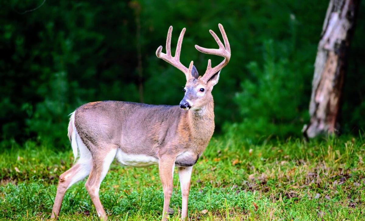 White-tailed deer blood neutralizes Lyme disease