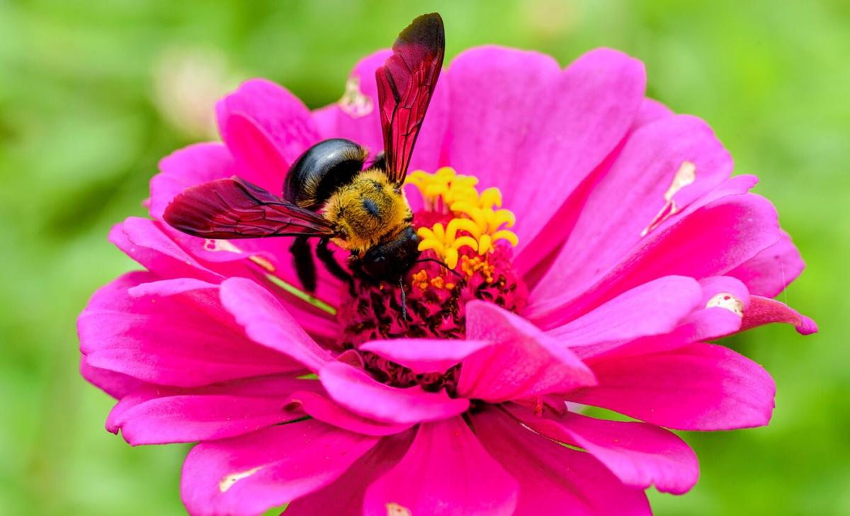 Squash bees are rapidly spreading across North America