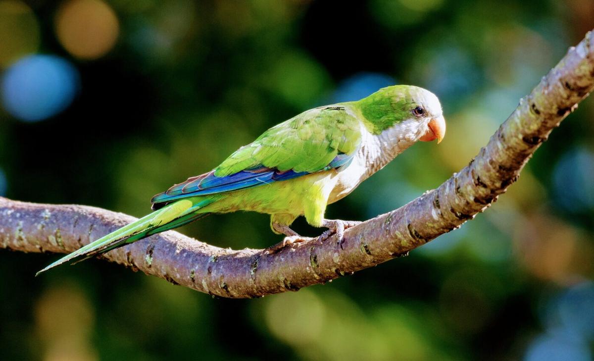 Monk parakeets lose social standing if they take long vacations