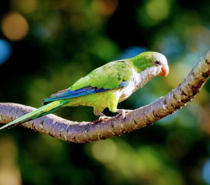 Monk-parakeet.jpg