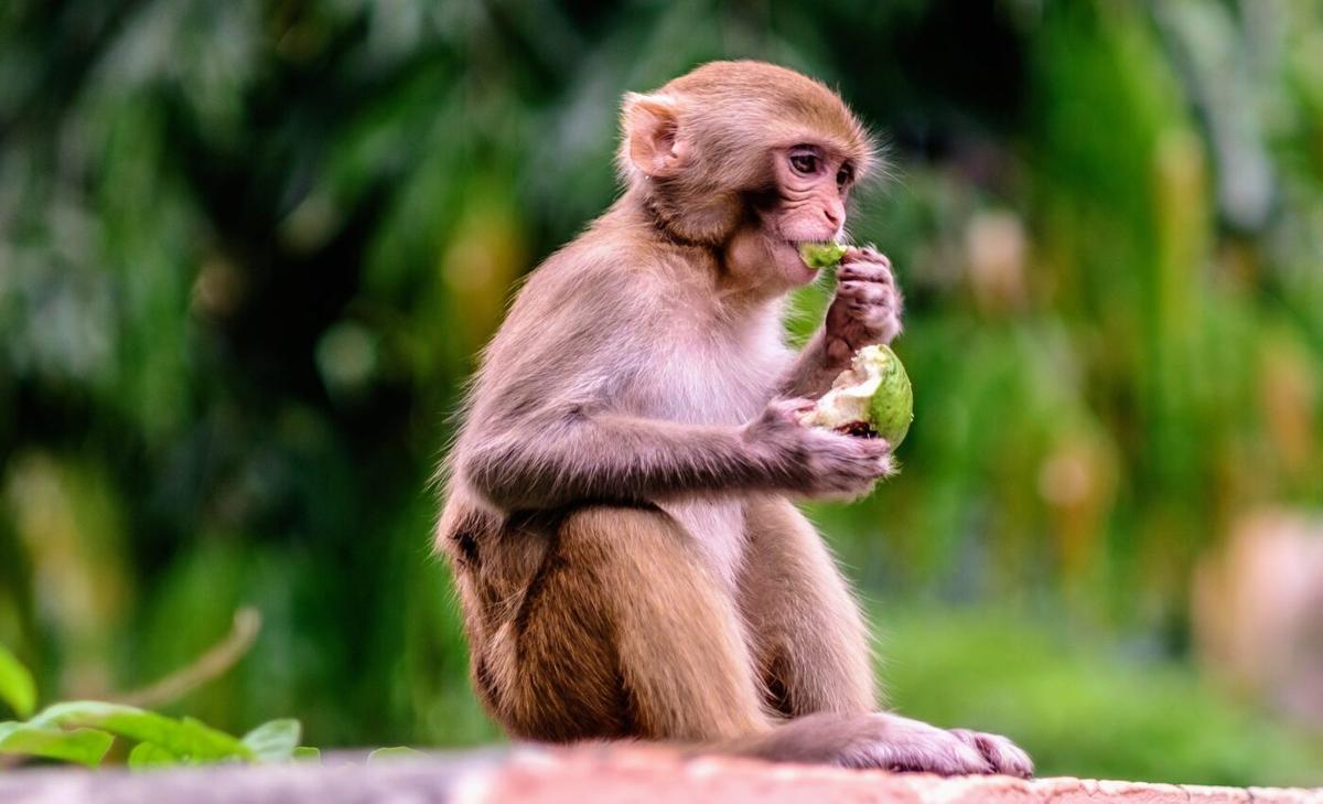 Certain magic tricks only fool monkeys with opposable thumbs 