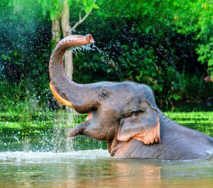 Elephant2.jpg