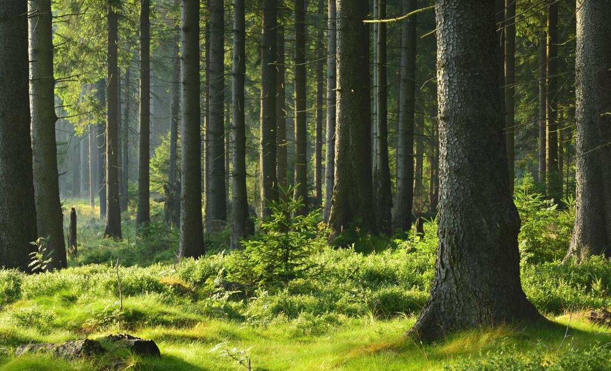 Shocking study: Insects are also declining in forests