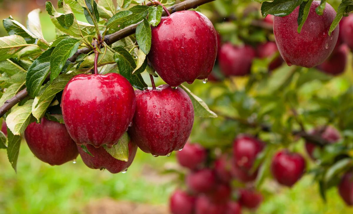 Study aims to protect apple trees from fire blight