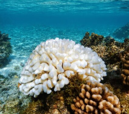 Bleaching-2.jpg