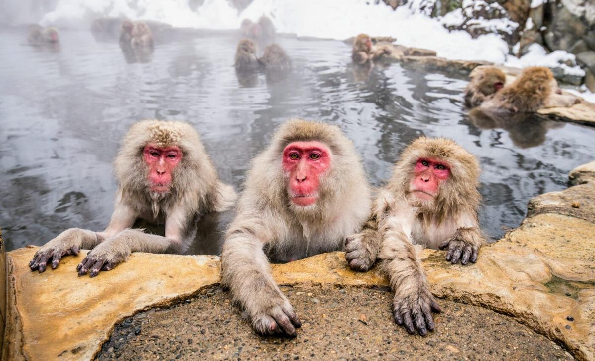 Disgust plays a large role in disease avoidance by animals