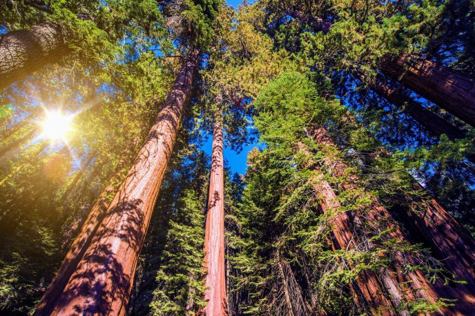 Some of California’s pine forests may never return