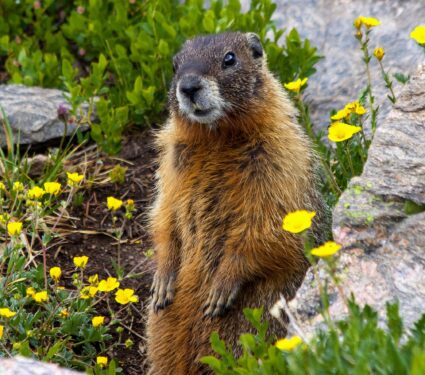 Squirrel2.jpg