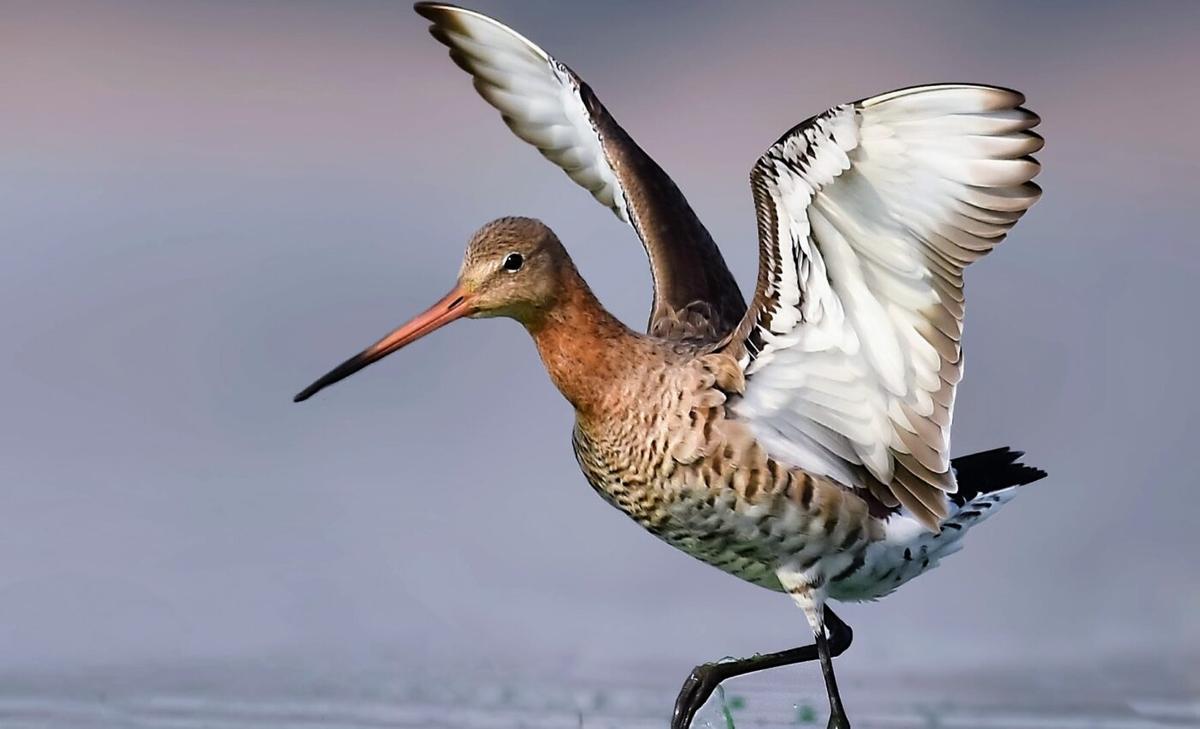 Environmental reports greatly underestimate wildlife impacts