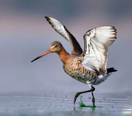 Wildlife-impacts.jpg