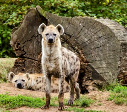 Spotted-hyena.jpg