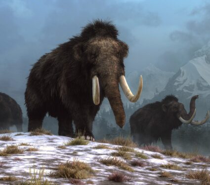 Woolly-mammoths.jpg