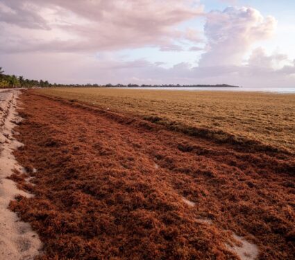 2023/04/Sargassum_seaweed_pillars.jpg