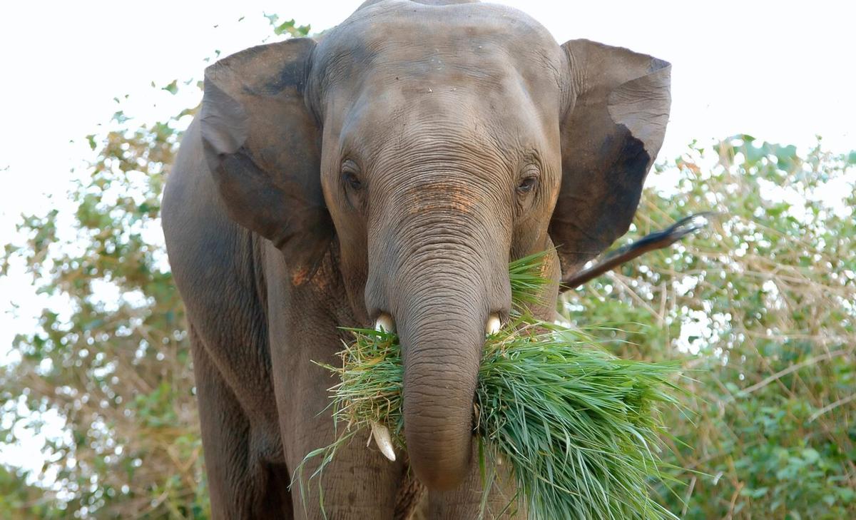 Elephants have taught themselves to peel bananas